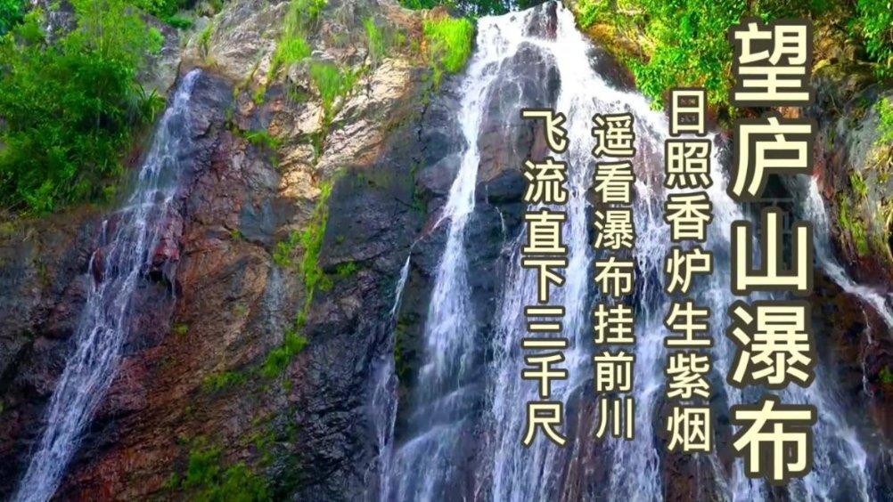 救援达尔马提亚狗